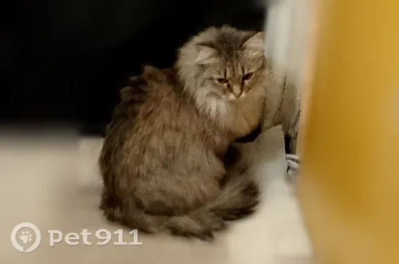 Пропала кошка, Котельнич - сибирская кошка по кличке Маруся - photo