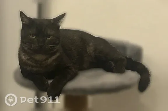 Пропала кошка, Район Советский (г Тамбов), Полынковская, д. 55, Тамбов — чёрный окрас, зелёные глаза - photo