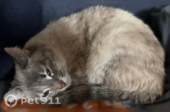 Пропала кошка, Переславль-Залесский, Магистральная, д. 21, Переславль-Залесский — бело-серая, голубые глаза, пушистая - photo