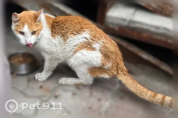 Найдена кошка, Казань, фото: Найдена кошка, Казань, Академика Павлова, д. 10 — рыжая с ошейником