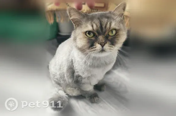 Найдена кошка, Самара, фото: Найдена кошка, Самара, Чернореченская, д. 63 — очень ласковая, видно домашняя