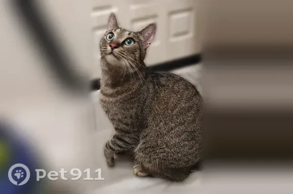 Кошки потеряшки, Видное, фото: Найдена кошка, Видное, Ермолинская, д. 1, Видное — очень ласковая, идёт на контакт