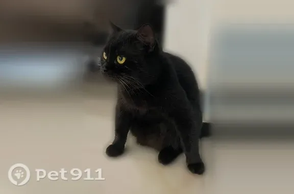 Пропала кошка, Краснодар, им. Достоевского, д. 84/1 — чёрная, короткошёрстная, откликается на Чипик - photo