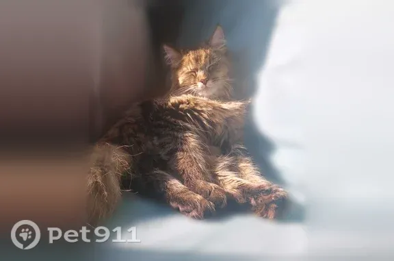 Кошки потеряшки, Томск, фото: Найдена кошка, 79-й Гвардейской дивизии, д. 21/1, Томск — ухоженная, контактная, мейкун
