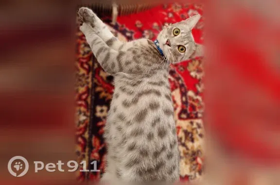 Найдена кошка, Сургут, фото: Найдена кошка, Мира, д. 5/1, Сургут — дымчатая серая с пятнами, синий ошейник