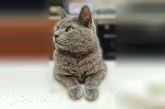 Пропала кошка, Район Фокинский (г Брянск), Олега Кошевого, Брянск — серый ухоженный кот с ошейником - photo