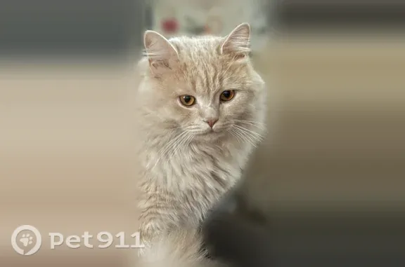 Пропала кошка, Зимняя, Иркутск — убежал на прогулке - photo