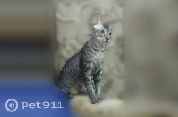 Пропала кошка, Сосногорск, 6-й, д. 4, Сосногорск — сфинкс браш с пятнами на теле - photo