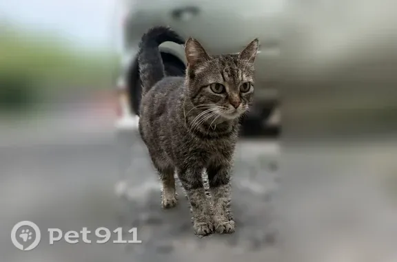 Найдена кошка, Ростов-на-Дону, фото: Найдена кошка, Ростов-на-Дону, 1-я Краснодарская, д. 53 — молодая, ручная, в зелёном ошейнике