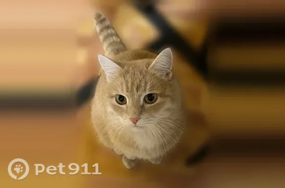 Пропала кошка, Димитровград, Кутузова, д. 4 — песочный окрас, 5 лет, кастрирована - photo