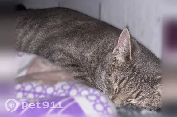 Пропала кошка, Франко, д. 22, Ахтубинск — домашняя, стерилизованная - photo