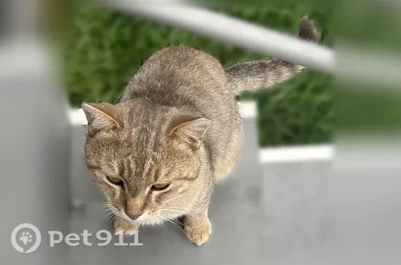 Объявления о пропавших и найденных животных, Якутск, фото: Найдена кошка, Ленина, д. 9/3, Якутск — очень ласковая и упитанная