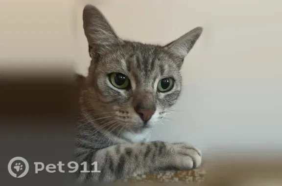 Найдена кошка, Новая Ляда, фото: Найдена кошка, Рабочий поселок Новая Ляда, Школьная, д. 15а, Новая Ляда — молодая, очень ласковая