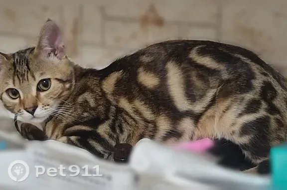Кошки потеряшки, Нововоронеж, фото: Потеряшка кошка, Нововоронеж, Космонавтов, д. 25, Нововоронеж — не ручная, спрыгнула с окна