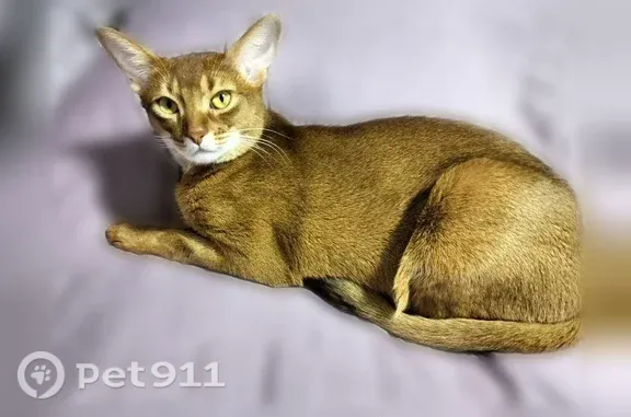Пропала кошка, Кострома, Дальняя, д. 25 — абиссинская, слегка прихрамывает на переднюю лапу - photo