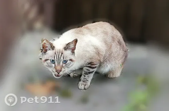 Найдена кошка, Тула, Гоголевская, д. 65 — молодой породистый кот, кричит и никуда не уходит - photo