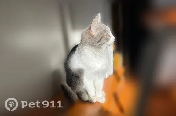 Пропала кошка, Набережная, Дюртюли — зовут Симка, 2 года - photo
