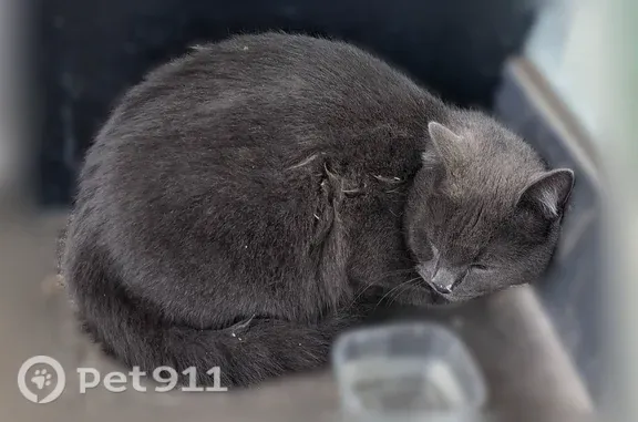 Найдена кошка, Котельники, фото: Найдена кошка, остановка возле Новорязанки, Котельники — похожа на британца, сидит в углу
