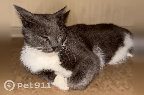 Найдена кошка, Тольятти, фото: Найдена кошка, Тополиная, д. 56а, Тольятти — очень ласковый, чистый, находился в подъезде в лифте