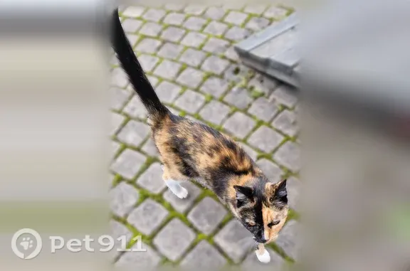 Найдена кошка, Касимово, фото: Найдена кошка, Деревня Касимово, Цветной, д. 1, Касимово — трёхцветная, уникальный окрас