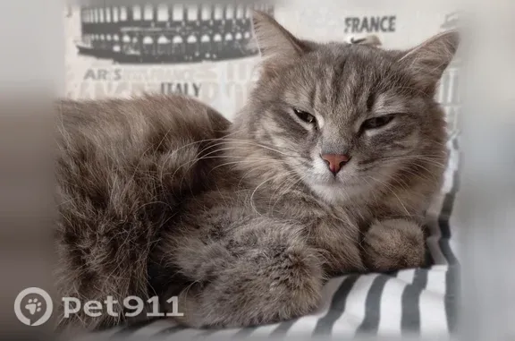Объявления о пропавших и найденных животных, Соликамск, фото: Пропала кошка, Соликамск — серый окрас, зелёные глаза