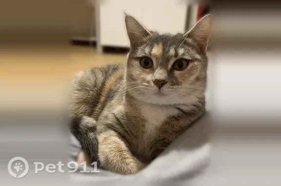 Пропала кошка, Козьмодемьянск, Черемушки, д. 13, Козьмодемьянск — трёхцветная кошечка, кормящая мама - photo
