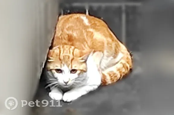 Найдена кошка, Москва, фото: Найдена кошка, Москва, Волгоградский, д. 170 1 — напугана, похожа на домашнюю