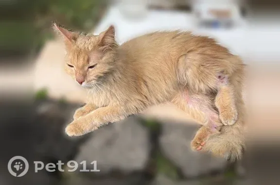Найдена кошка, Тула, фото: Найдена кошка, Тула, Ленина, д. 120 — кастрированная ручная, раненая лапка