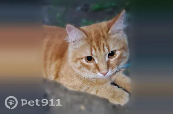 Найдена кошка, Оренбург, фото: Найдена кошка, Оренбург, Ленинградская, д. 10 — спокойная, ласковая, с пушистым хвостом