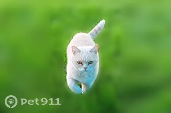 Пропала кошка, Чайковский, Подгорный, д. 20, Чайковский — с ошейником, британка персикового цвета - photo