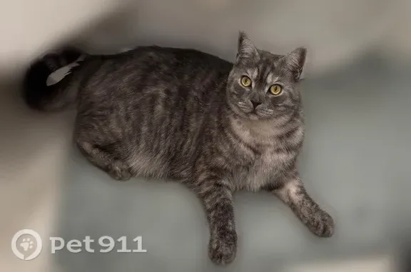 Пропала кошка, Ульяновск, Кузоватовская, д. 36А — серый кот Барсик с тёмными полосками - photo