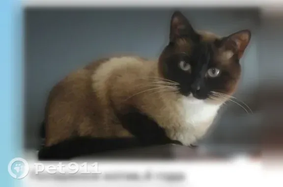 Пропала кошка, Воронеж-45 — светло-коричневая, с белыми задними лапками и белой грудкой - photo