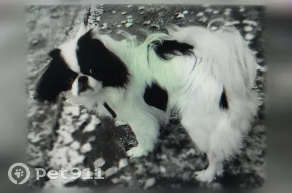 Пропала собака, Микрорайон Ялунина (г Полевской), д. 14, Полевской — бело-черный японский хин, откликается на кличку Васька - photo