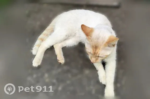 Найдена кошка, Бронницы, фото: Найдена кошка, Бронницы, Московская, д. 152, Бронницы — сиамский альбинос, голубые глаза