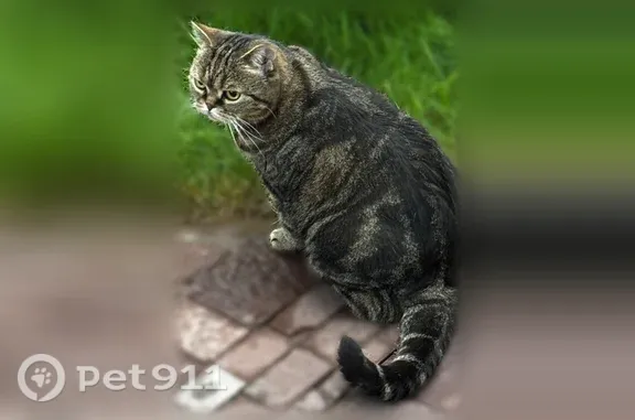 Пропала кошка, Село Ивановка, Данилковича, д. 11, Ивановка — большие жёлтые глаза, вес около 5 кг - photo