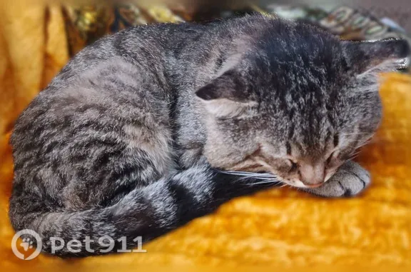 Кошки потеряшки, Омск, фото: Потеряшка кошка, 18-я Линия, Омск — серо-полосатая табби, висит край ушка