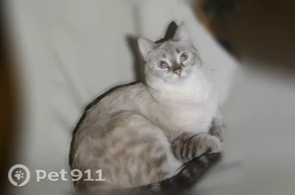 Пропала кошка, Первоуральск, Чусовая, д. 4 — бело-серый окрас, голубые глаза - photo