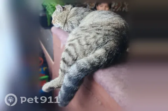 Пропала кошка, 18-я Линия, Омск — серый полосатый кот, с повязкой на шее - photo