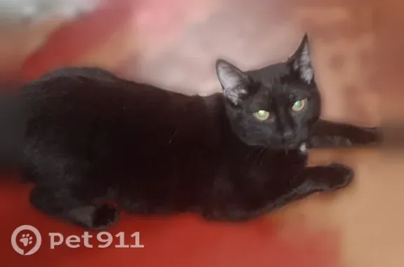 Пропала кошка, Нижний Новгород, Сергея Акимова, д. 56 — чёрная с коричневыми пятнами, белое пятнышко на грудке - photo