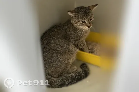 Объявления о пропавших и найденных животных, Екатеринбург, фото: Найдена кошка, Ленина, д. 53, Екатеринбург — серо-белый окрас, ухоженная