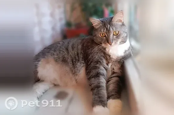 Объявления о пропавших и найденных животных, Екатеринбург, фото: Пропала кошка, Екатеринбург, Красных борцов, д. 7а — откликается на Фил и Феликс
