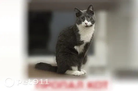 Пропала кошка, Петрозаводск, Ключевское, д. 13, Петрозаводск — котик без правой передней лапки - photo