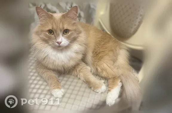 Пропала кошка, Район Канавинский (г Нижний Новгород), Сергея Есенина, д. 40, Нижний Новгород — рыжий, немного персиковый, 3 года - photo