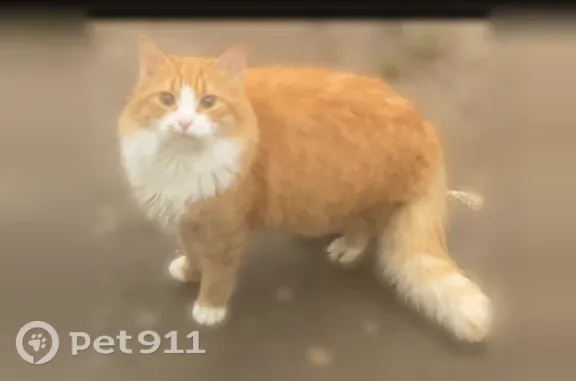 Пропала кошка, Малая Вишера, Космонавтов, д. 84 — ярко-рыжая, пушистая, очень ласковая - photo