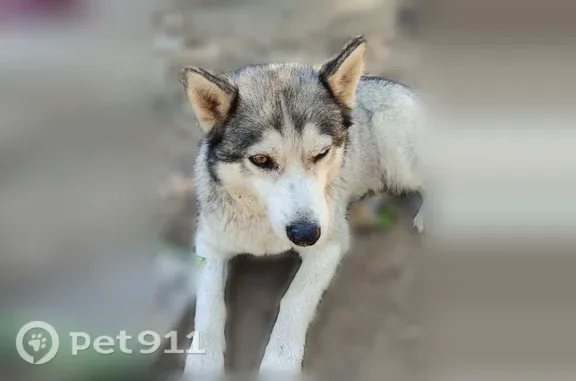 Найдена собака, Нижний Новгород, фото: Найдена собака, Нижний Новгород, Юлиуса Фучика, д. 39 — спокойная, светло-серая, с разными глазами