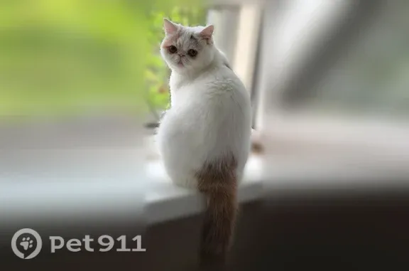 Пропала кошка, Науки, д. 45, Санкт-Петербург — экзотическая короткошерстная, 10 месяцев - photo