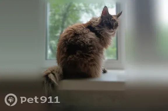 Пропала кошка, Тюмень, 2-й Степной, д. 76 — мейн-кун, 8–9 лет - photo