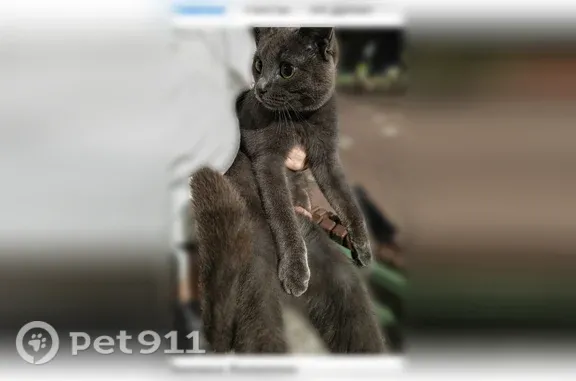 Пропала кошка, Ферина, Уфа — котик - photo