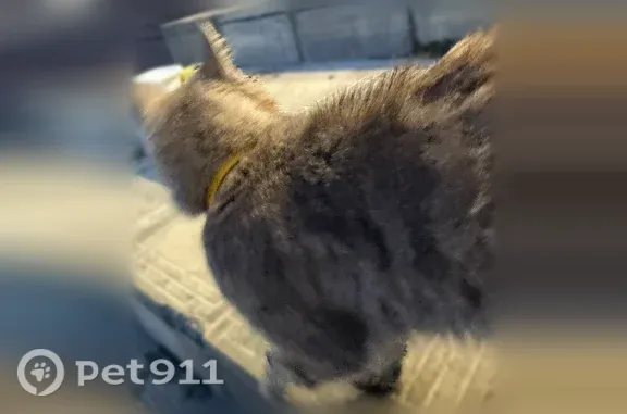 Найдена кошка, Ставрополь, фото: Найдена кошка, Ставрополь, Доваторцев, д. 181г — в жёлтом ошейнике