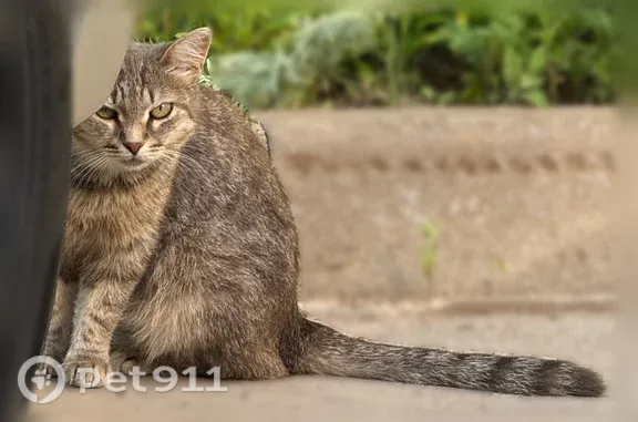 Найдена кошка, Уфа, фото: Найдена кошка, мкр Инорс, Уфа — уличная, могла потеряться